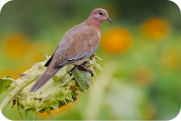 sunflower-dove1-desktop sunflower-dove1-desktop