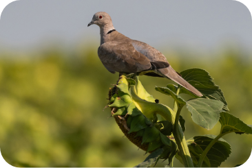 sunflower-dove3-desktop sunflower-dove3-desktop