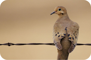 sunflower-dove4-desktop sunflower-dove4-desktop