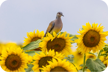 sunflower-dove2-desktop sunflower-dove2-desktop