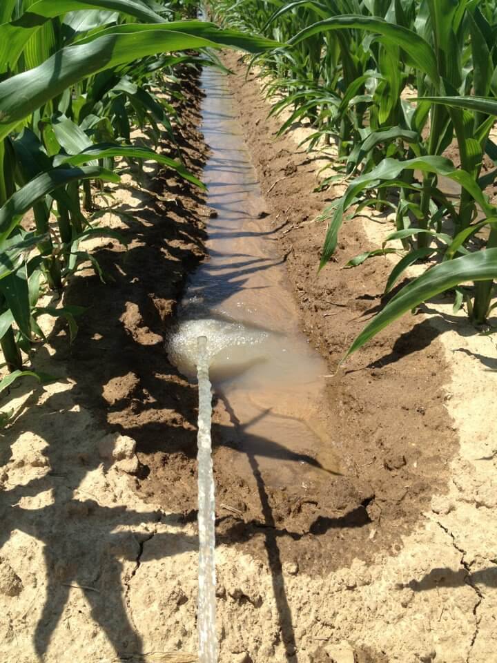 Shutting the Water Off: Irrigation Termination in Your Corn