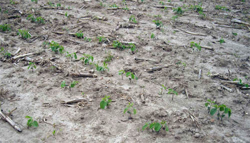 Thin Soybean Stands: Is a Replant Best?