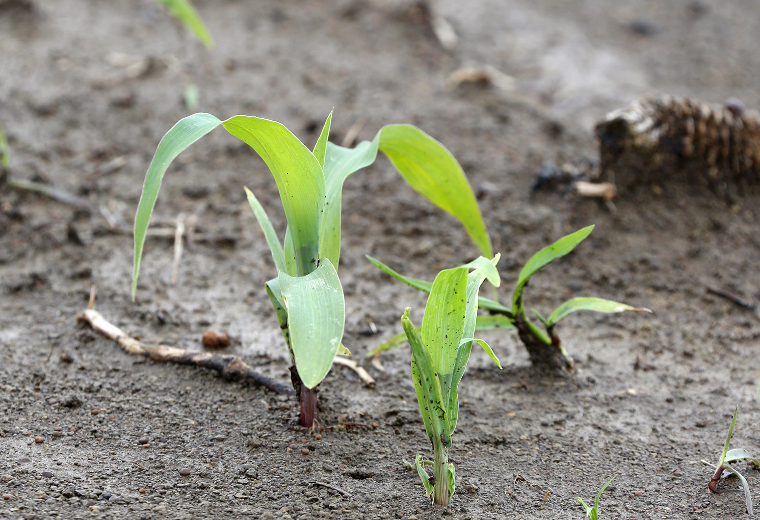 In the Corn Field: Water and Nitrogen Loss