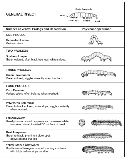 Larvae Identification Chart