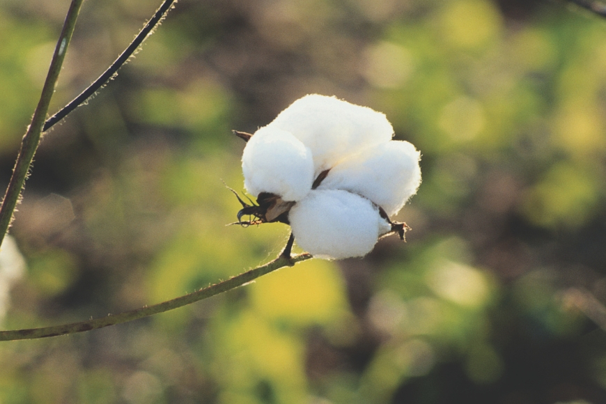 Cotton bolls on a cotton plant.