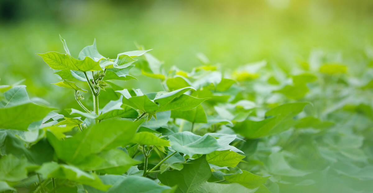 Mid-season cotton crop