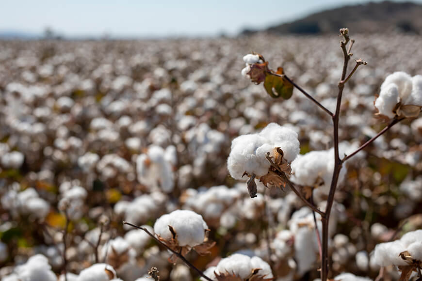 Cotton field ready for harvest.