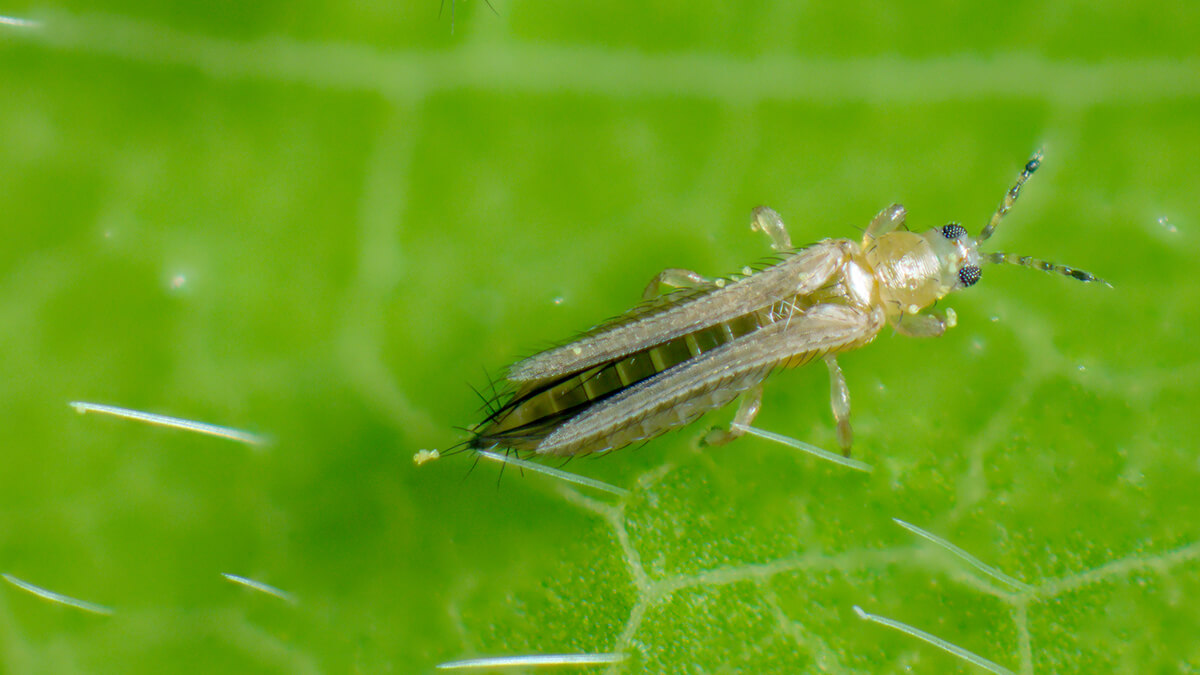 Thrips on a cotton leaf.