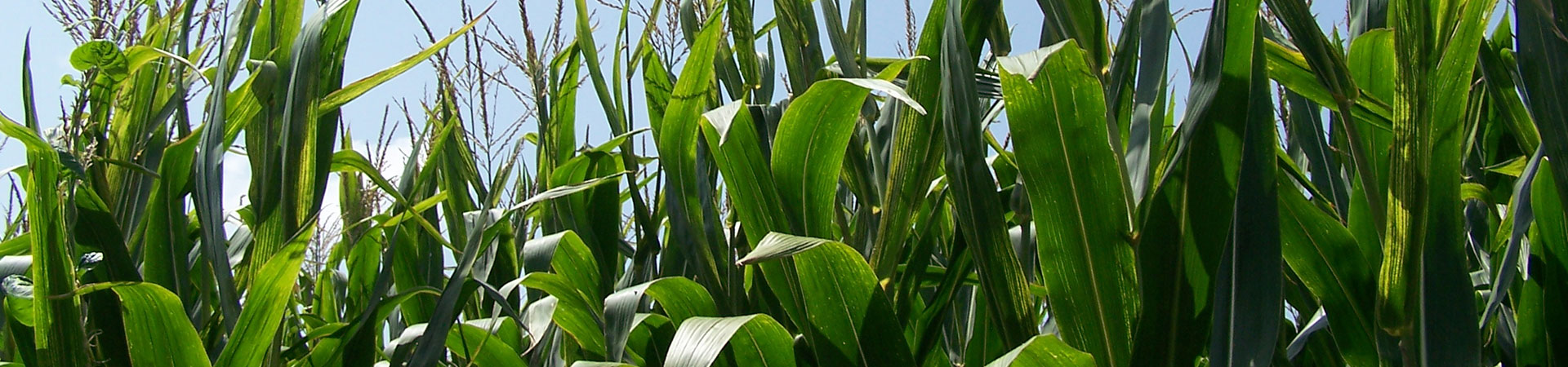 Field of corn. Field of corn.
