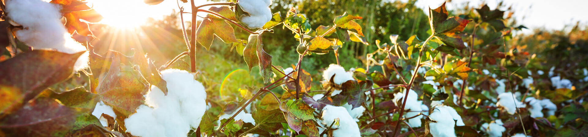 Close up of a cotton field.