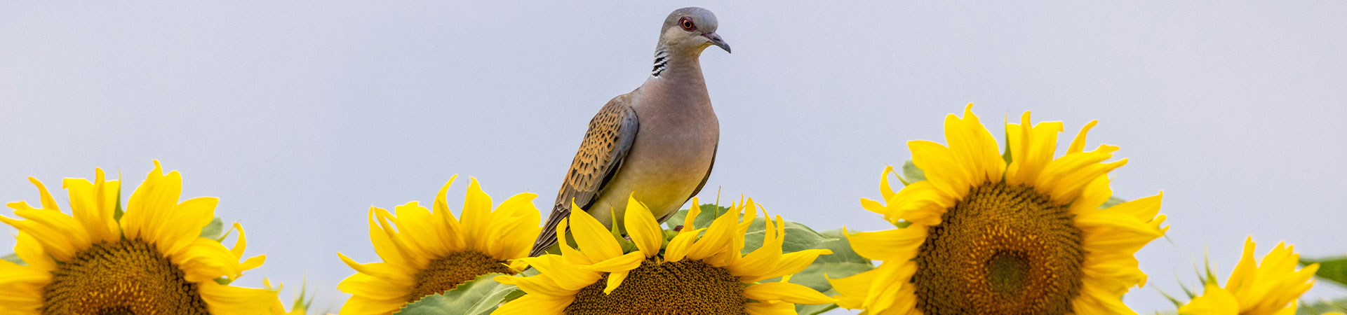 Attract more doves to your hunting acres with Armor® Sportsman sunflower plot seed. Attract more doves to your hunting acres with Armor® Sportsman sunflower plot seed.