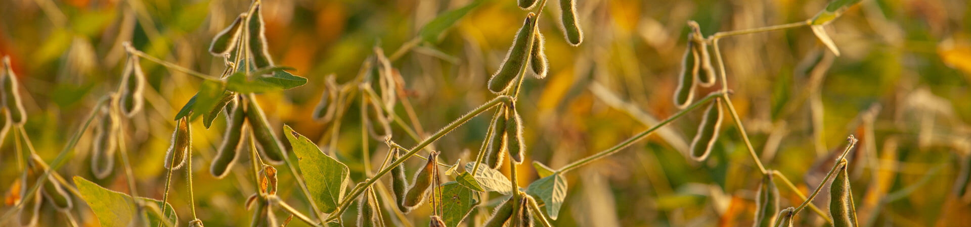 Field of soybeans. Field of soybeans.