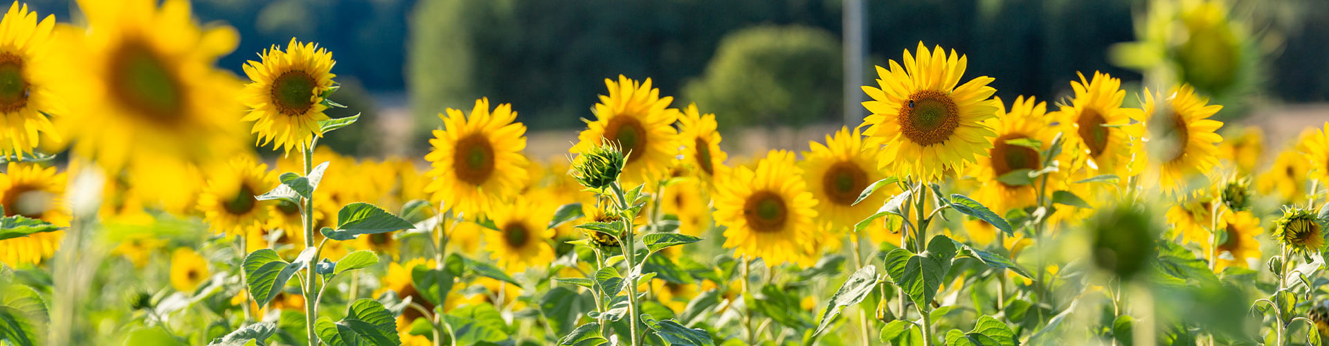 Closeup of a Sunflower Field