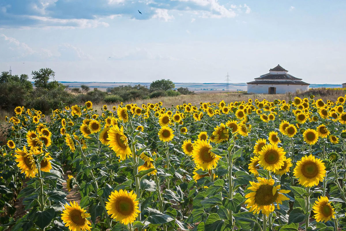 A sunflower field and prepping your plot for hunting season