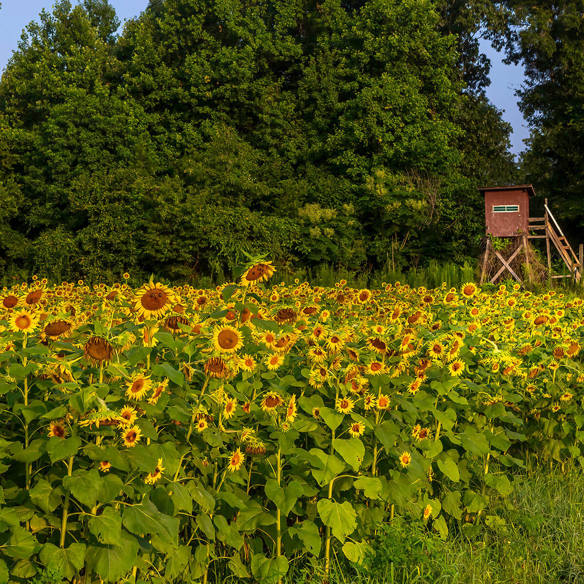 Locating the right plot for your sunflowers